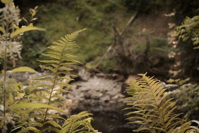 A still scene of the river flowing through dunked hermitage