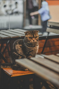 Cat sitting on chair at table