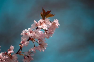 Close-up of pink cherry blossoms