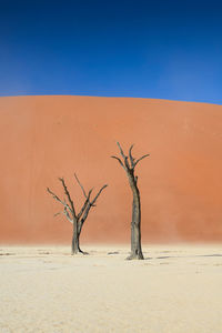Dead tree on sand dune against clear sky