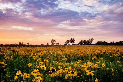 View of yellow flowering plants on field against sky