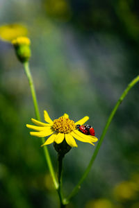 Close-up of insect on yellow flower