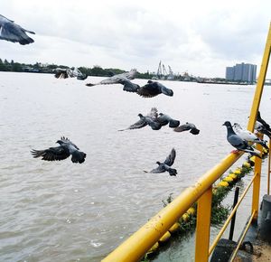 Seagulls flying over sea