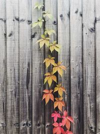 Directly above shot of maple leaves on wood during autumn