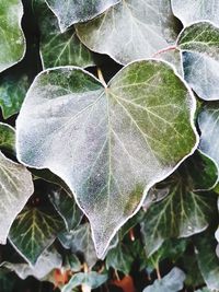 Close-up of fresh green leaves