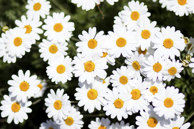 Close-up of white daisy flowers