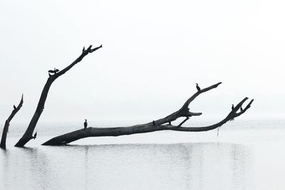 Dead tree by lake against clear sky