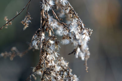 Close-up of white flowers