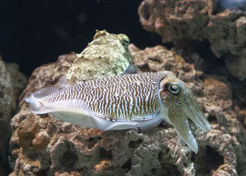 Fish swimming in sea