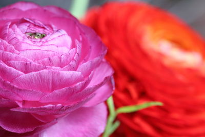 Close-up of pink rose