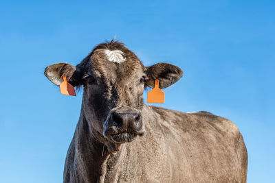 Close up of a crossbred beef cow with a clear blue sky background from a low point of view.