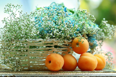 Close-up of fruits on tree