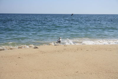 Seagulls on beach