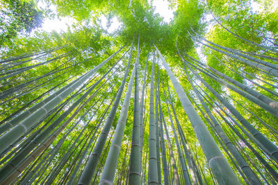 Low angle view of bamboo trees in forest