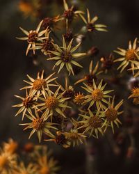 High angle view of flowering plant