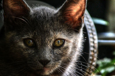 Close-up portrait of cat