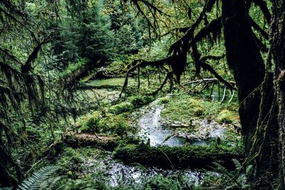 Trees growing in forest