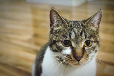 Close-up portrait of cat