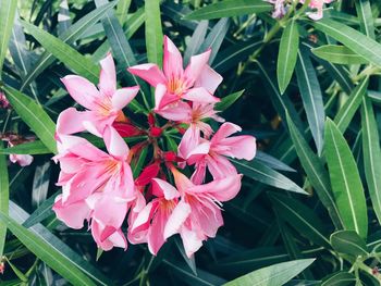 Close-up of flowers blooming outdoors