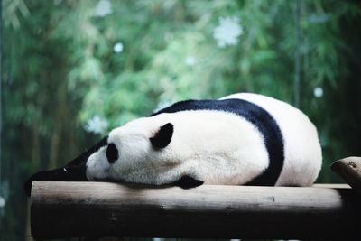 Close-up of sheep sleeping on wood