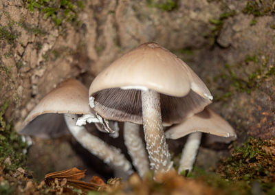 Close-up of mushrooms growing on field