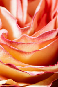 Full frame shot of red rose