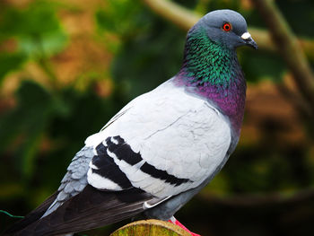 Close-up of pigeon perching