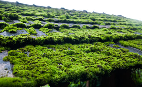 Close-up of moss covered land against sky