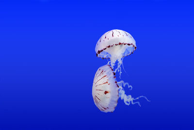 Close-up of jellyfish in sea