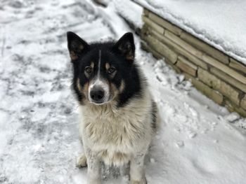 High angle view of dog sitting on snow field