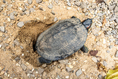 High angle view of turtle spawning