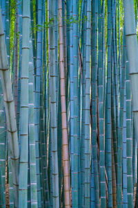 Full frame shot of bamboo forest