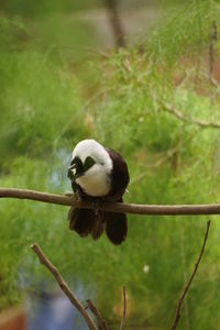 Close-up of bird perching on branch