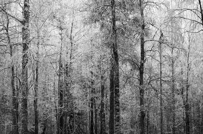 Trees in forest