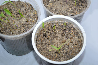 High angle view of potted plants