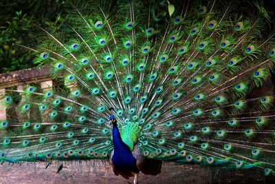 Peacock dancing on field