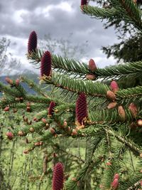 Close-up of pine cones on tree branch