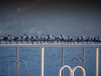 Flock of birds in the sea