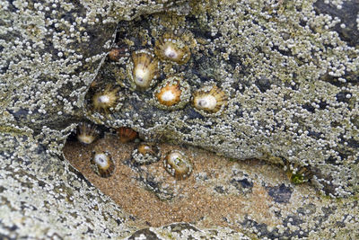 Close-up of shell on beach