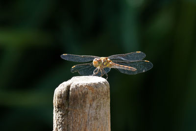 Close-up of dragonfly on wooden post