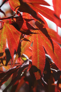 Close-up of red maple leaves during autumn