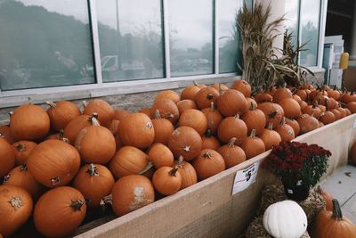 Pumpkins in autumn 