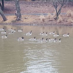 Birds perching on water