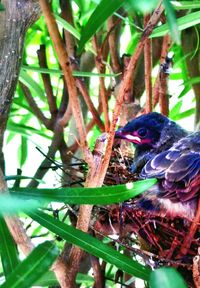 Close-up of bird perching on tree