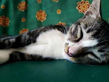 Close-up of cat sleeping