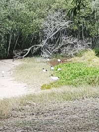 View of a bird in field