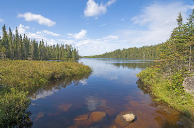 Scenic view of lake by trees against sky