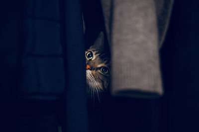 Funny scared tabby pet cat hiding in clothes at closet. adorable furry kitten feline friend.