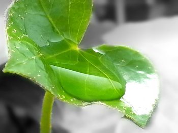 Close-up of water drops on plant