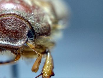 Extreme close up of insect